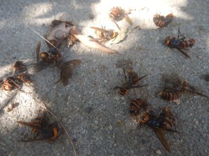eliminated hornets
